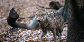 Ein Wolf streift durch den Wald (Foto: picture alliance/dpa | Sina Schuldt)