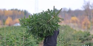 Ein Mann trägt eine junge Nordmanntanne auf der Schulter (Symbolbild). (Foto: picture alliance/dpa | Matthias Bein)