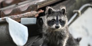 Ein Waschbär sitzt auf dem Dach eines Hauses (Foto: picture alliance/dpa | Britta Pedersen)