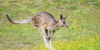 Ein Känguru läuft auf einer Wiese (Foto: picture alliance / imageBROKER | David & Micha Sheldon)