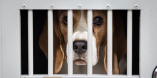 Hund blickt traurig durch die Gittersäbe seines Käfigs. (Foto: picture alliance/dpa/AP | Angelina Katsanis)