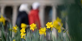 Gelbe Frühlingsblüten auf einer Wiese (Foto: picture alliance/dpa | Marijan Murat)