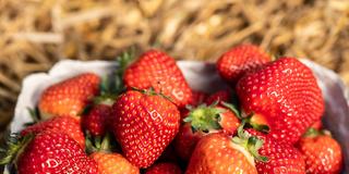 Gepflückte Erdbeeren in einer Schale (Foto: picture alliance/dpa | Silas Stein)