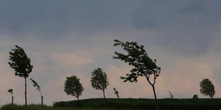 Bäume biegen sich im Wind (Foto: dpa)