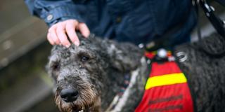 Ein Pudelmischling als Assistenzhund (Foto: picture alliance / dpa | Andreas Arnold)