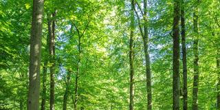 Wald (Foto: dpa)