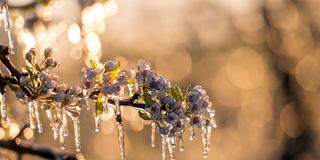 Eine Eisschicht umschließt die Blüten eines Obstbaumes (Foto: picture alliance / Daniel Reinhardt/dpa | Daniel Reinhardt)