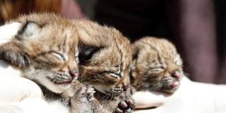 Frisch geborene Luchse im Zoo von Amnéville (Foto: Zoo von Amnéville)