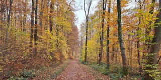Herbstlaub bedeckt den Waldweg. (Foto: Beatrix Heitz/SR)