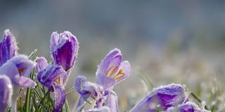 Krokusblüte mit Raureif. (Foto: IMAGO / imagebroker)