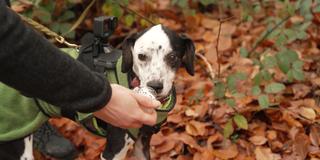 Schnüffeldetektive. Der Hund bekommt eine Geruchsprobe (Foto: SR)