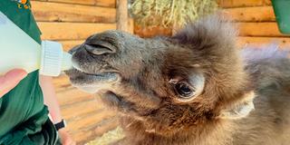 Trampeltierjungtier im Neunkircher Zoo (Foto: Marieke Groß / Neunkircher Zoo)