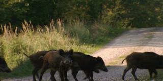 Wildschweine im Saarland (Foto: SR)
