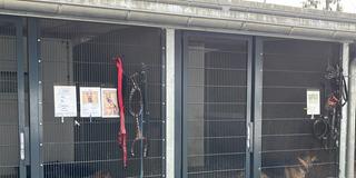 Hundezwinger im Bertha Bruch-Tierheim in Saarbrücken (Foto: SR/Max Zettler)