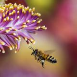 Biene im Flug (Foto: pixabay/Pexels)