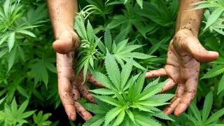 Cannabispflanzen (Foto: dpa)