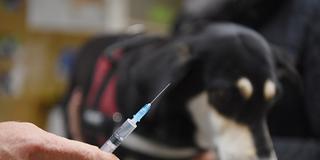 Ein Hund wird gegen Tollwut geimpft (Foto: picture alliance/dpa | Nicolas Armer)
