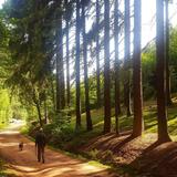 Groniger Wald (Foto: Eva aus Gronig)