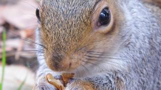 In den Londoner Parks kann man sogar Eichhörnchen füttern. (Foto: Foto: Kim Janin Noß / Facebook)