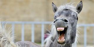 Da lacht sogar das Pferd! (Foto: fotolia/Uryadnikov Sergey)