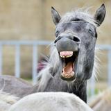 Da lacht sogar das Pferd! (Foto: fotolia/Uryadnikov Sergey)