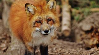 Ein Fuchs (Foto: pixabay.com)