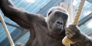 Gorilla Mary aus dem Saarbrücker Zoo (Foto: BeckerBredel)