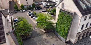 Ein sogenannter Vertikalgarten als Stadtbegrünung an einer Hauswand in Dillingen (Foto: SR)
