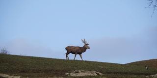 Ein Hirsch (Foto: SR)