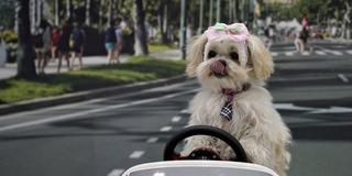 Ein Hund sitzt in einem Spielzeugauto. (Foto: dpa / Franck Robichon)