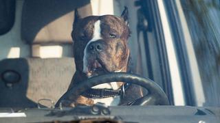 Ein Hund sitzt hinter dem Lenkrad eines (stehenden) Autos.  (Foto: dpa / Lukas Schulze)