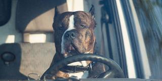 Ein Hund sitzt hinter dem Lenkrad eines (stehenden) Autos.  (Foto: dpa / Lukas Schulze)