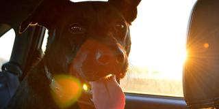 EIn Hund im Auto (Foto: pixabay.com)