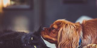 Eine Katze und ein Hund liegen nebeneinander (Foto: Pixabay)