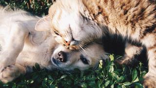 Hund und Katze kuscheln miteinander (Foto: pixabay.com)