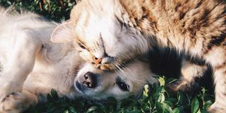 Hund und Katze kuscheln miteinander (Foto: pixabay.com)