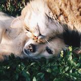Hund und Katze kuscheln miteinander (Foto: pixabay.com)