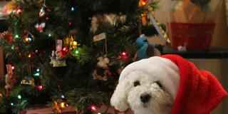 Hund liegt vor Weihnachtsbaum (Foto: Unsplash/noelle)