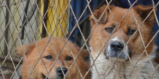 Zwei Hunde hinter Gittern (Foto: pixabay / teetasse)