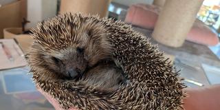 Igel Amelie (Foto: SR/Julia Becker-Maleska)