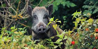 Ein Wildschwein am Rand eines Gartens (Foto: IMAGO / blickwinkel)