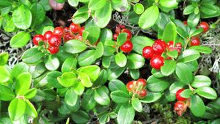 Rote Beeren wachsen wild an einem Strauch. (Foto: IMAGO / Imaginechina-Tuchong)