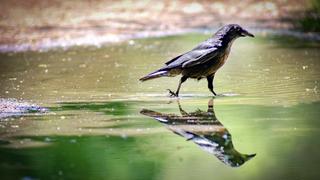 Eine Krähe schreitet durch eine Wasserpfütze und nimmt bei den sommerlichen Temperaturen ein Fußbad Fussbad in der Pfütze in der sich der Vogel spiegelt. (Foto: IMAGO / Smith)