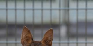 Ein Hund steht am Gitter in einem Tierheim. (Foto: IMAGO / Funke Foto Services)