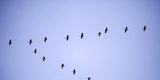 Fliegende Kraniche (Foto: IMAGO / Christian Ohde)