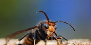 Eine asiatische Hornisse beim Nestbau (Foto: IMAGO / Andia)
