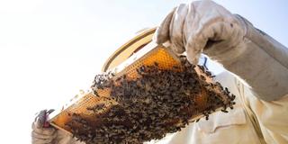 Ein Imker kontrolliert seinen Bienenstock und hat eine Wabe mit seinem Bienenvolk in der Hand. (Foto: IMAGO / Fotostand)