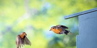 Rotkehlchen (Erithacus rubecula) fliegen vor einem Nistkasten (Foto: IMAGO / blickwinkel)