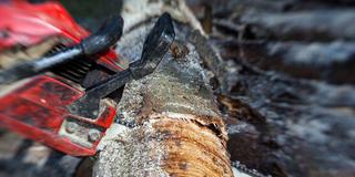 Eine Kettensäge wird an einem Baumstamm angesetzt (Foto: IMAGO / Panthermedia)