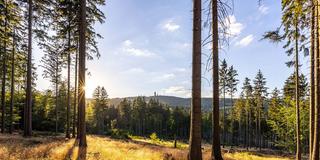 Sommerabend im Wald     (Foto: IMAGO / Jan Eifert    )